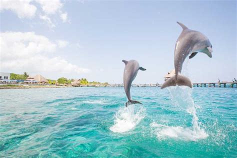 nager avec les dauphins punta cana|Baignade avec les dauphins à Punta Cana